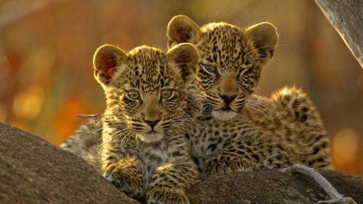 Leopard Cubs