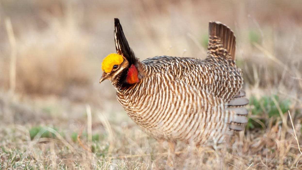 lesser prairie chicken