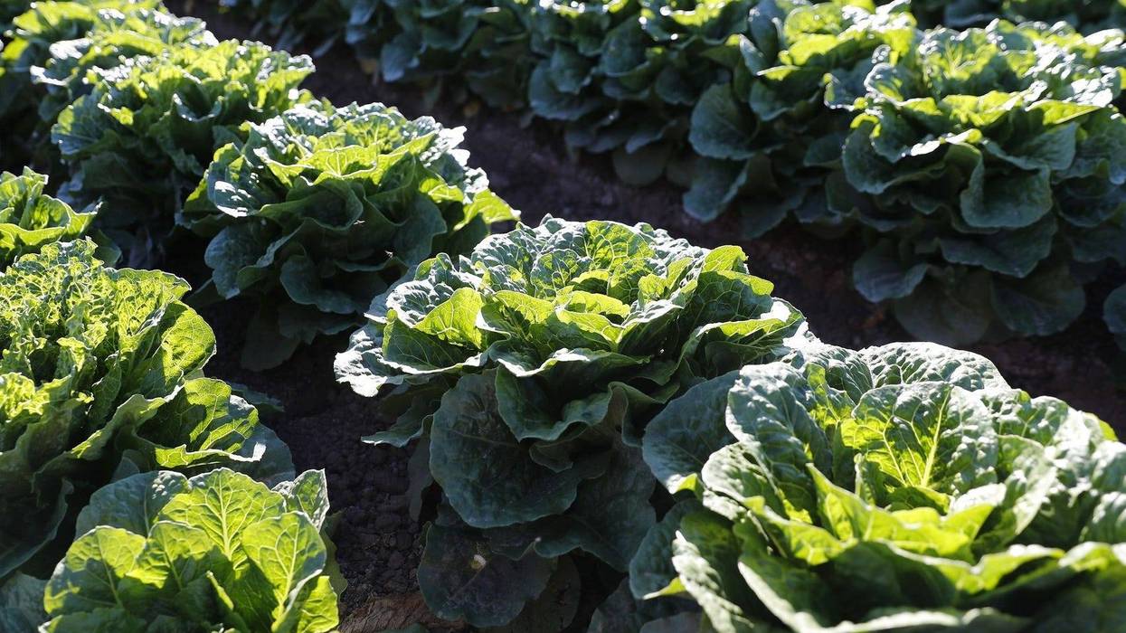 lettuce