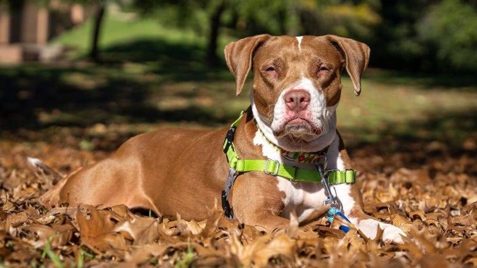 Lexi @ Austin Humane Society 221/24
