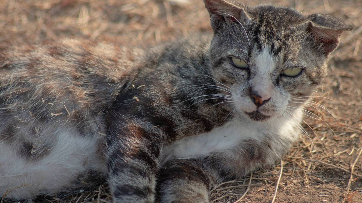 Liberty County father arrested on animal cruelty charges after pond rescue incident