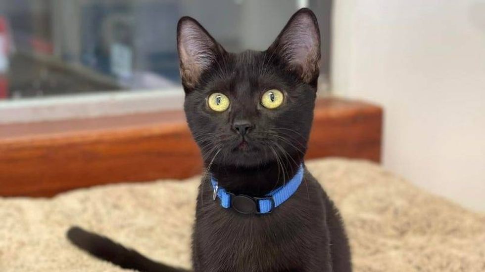 Licorice @ Austin Humane Society 9/27/23