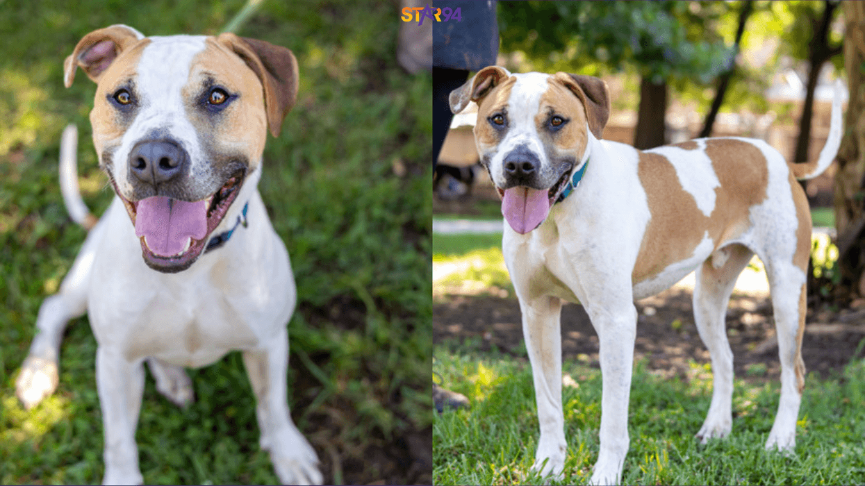LifeLine Animal Project and DeKalb County Animal Services "Acey Wace" LifeLine Animal Project