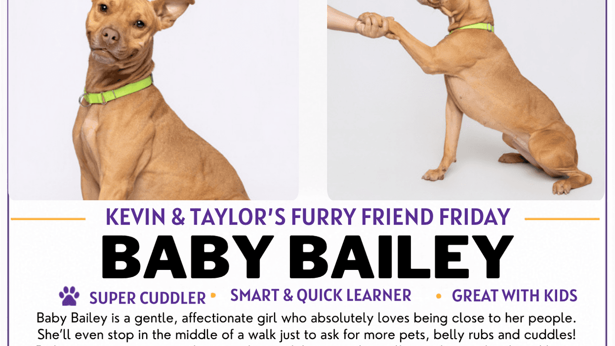 LifeLine Animal Project and DeKalb County Animal Services "Baby Bailey "