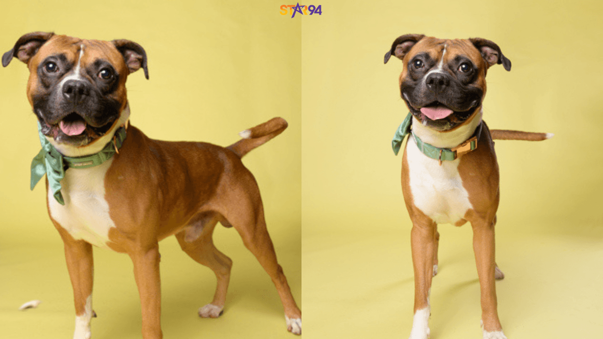 LifeLine Animal Project and DeKalb County Animal Services "Froggy"