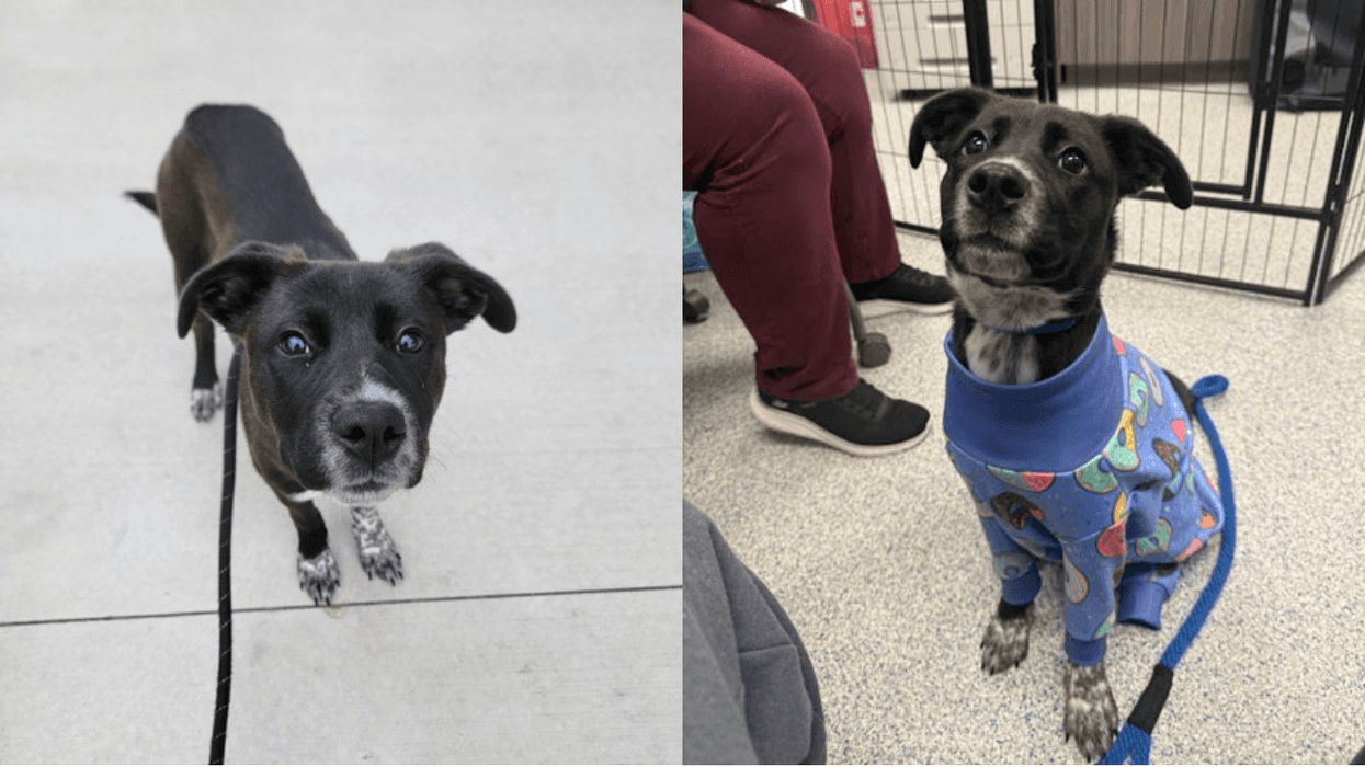 LifeLine Animal Project and DeKalb County Animal Services "Roxanne"