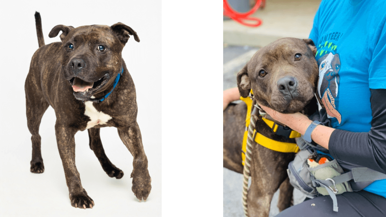 LifeLine Animal Project and DeKalb County Animal Services "Spike"
