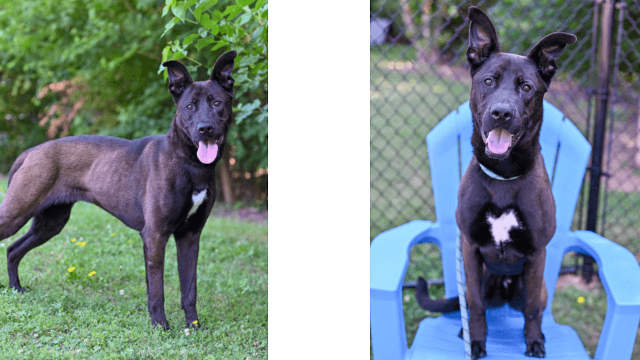 LifeLine Animal Project and DeKalb County Animal Services "Venmo"