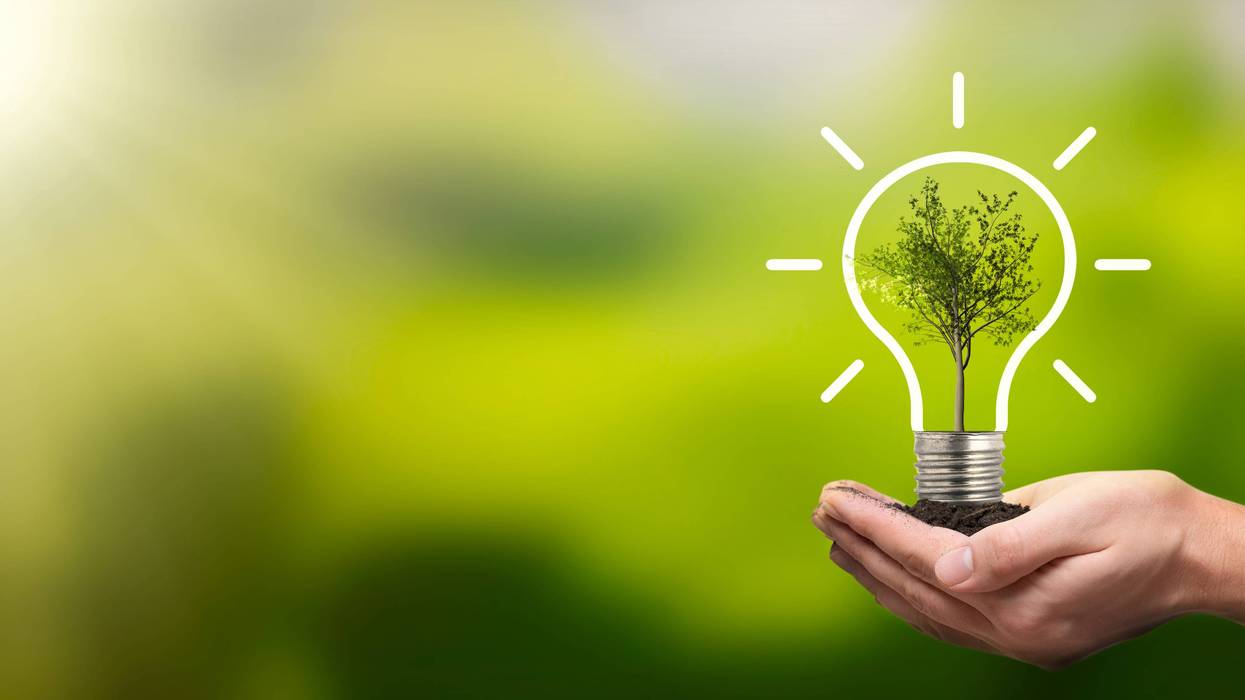 Light bulb with growing tree. Ecological friendly and sustainable environment