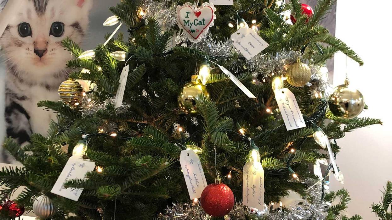 Lights of Love tree at SPCA Serving Erie County, in memory of, or, in honor of, a person or pet