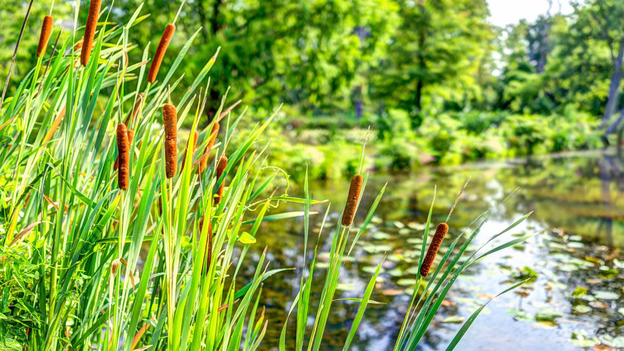 Lily Lake