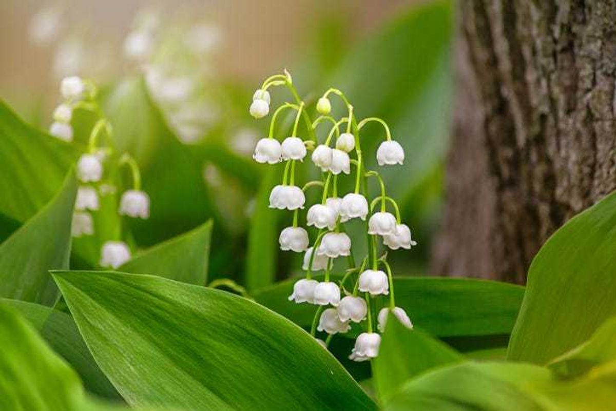 Lily of the Valley