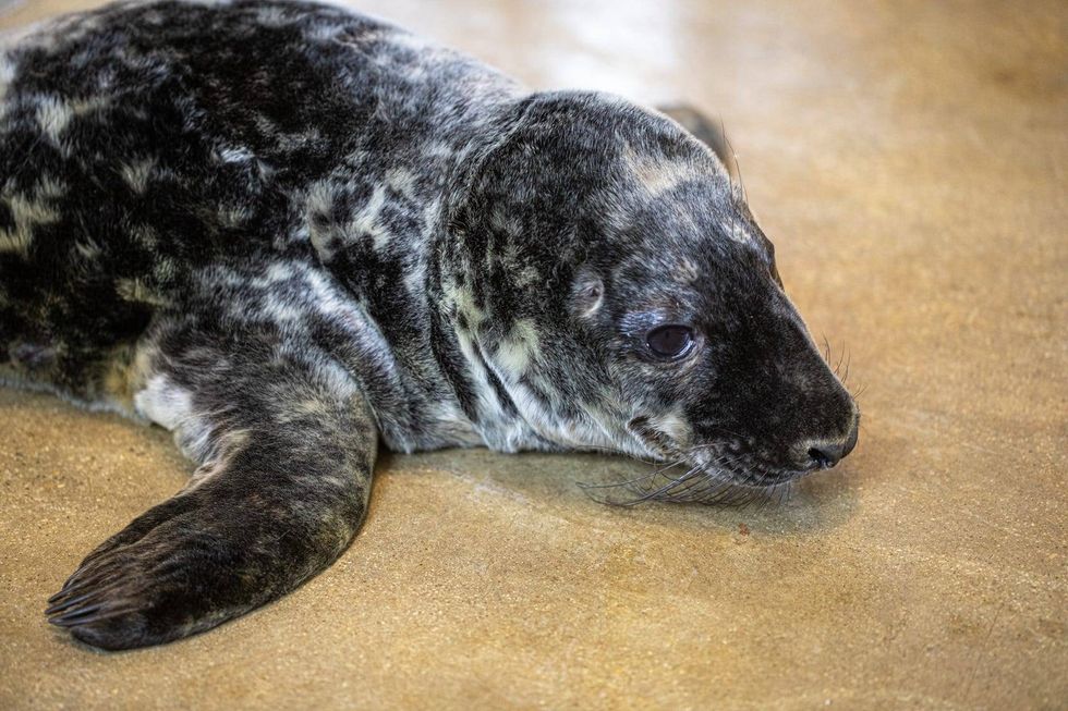 Lincoln Park Zoo is excited to share the arrival of a flippered addition. On January 26, 8-year-old grey seal Jersey gave birth to a healthy, male pup.