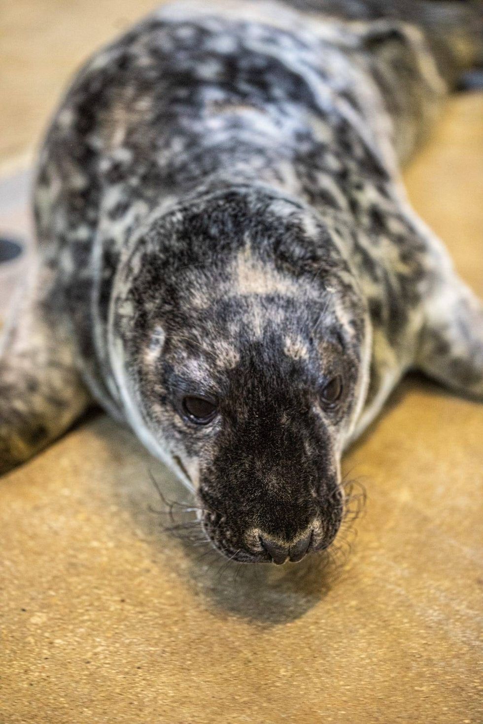 Lincoln Park Zoo is excited to share the arrival of a flippered addition. On January 26, 8-year-old grey seal Jersey gave birth to a healthy, male pup.