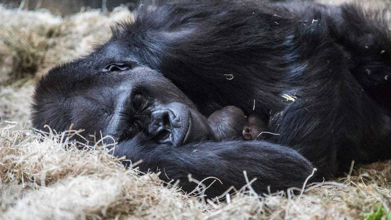 Lincoln Park Zoo’s western lowland gorilla troop welcomed another new face June 12 at Regenstein Center for African Apes! Bana, 24, gave birth to a healthy infant, exactly one month after the arrival of a male infant, born to female Rollie, May 12.