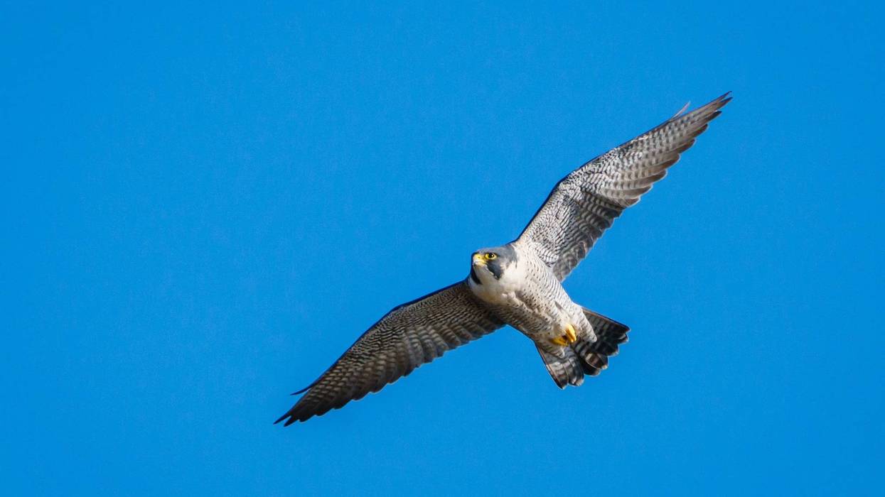 Lindsay had just hatched this past spring.