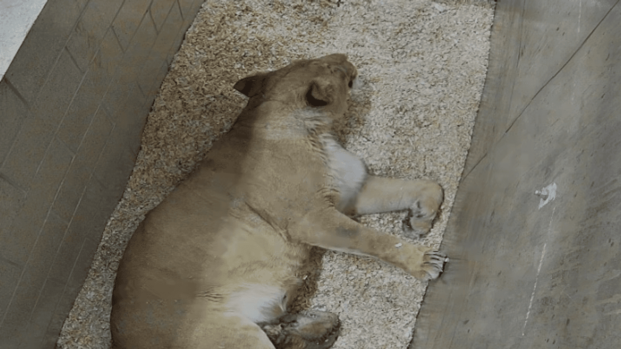 lion birth