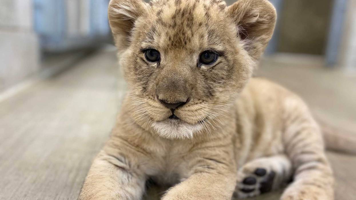 lion cub