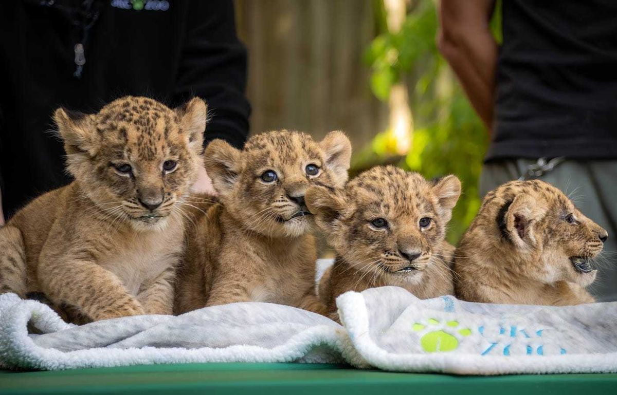 Lion cubs Neema, Zahara, Makena and Mshango from the Oklahoma City Zoo at seven weeks old.