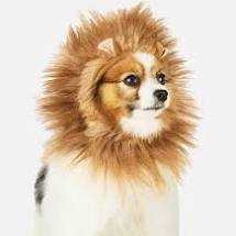 Lion dog costume