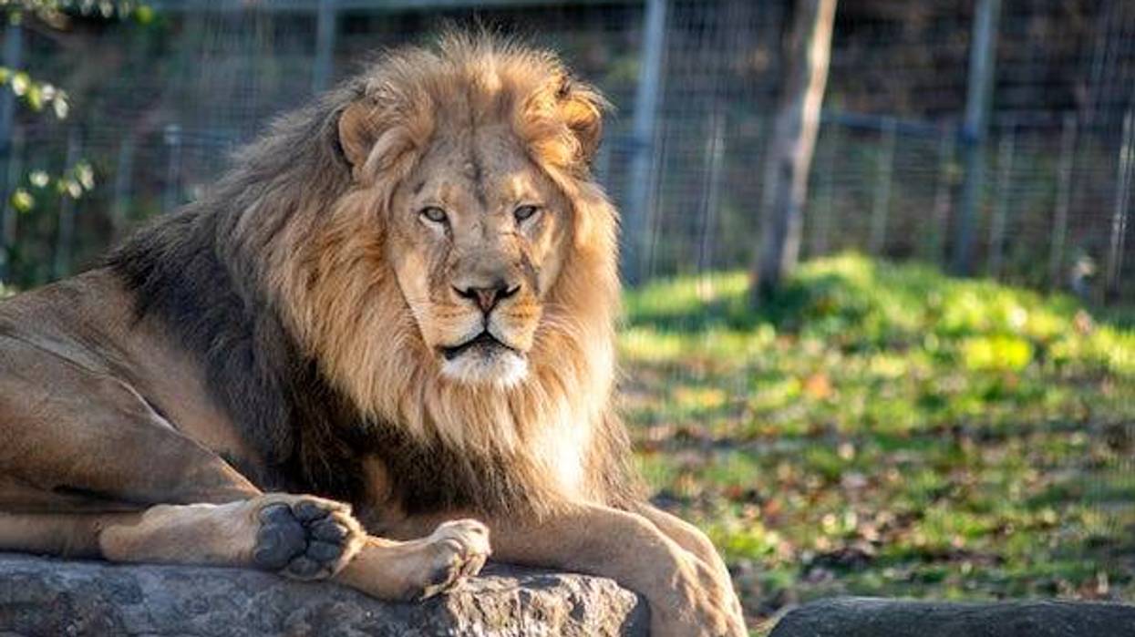 Lion resting on a big rock in a sanctuary