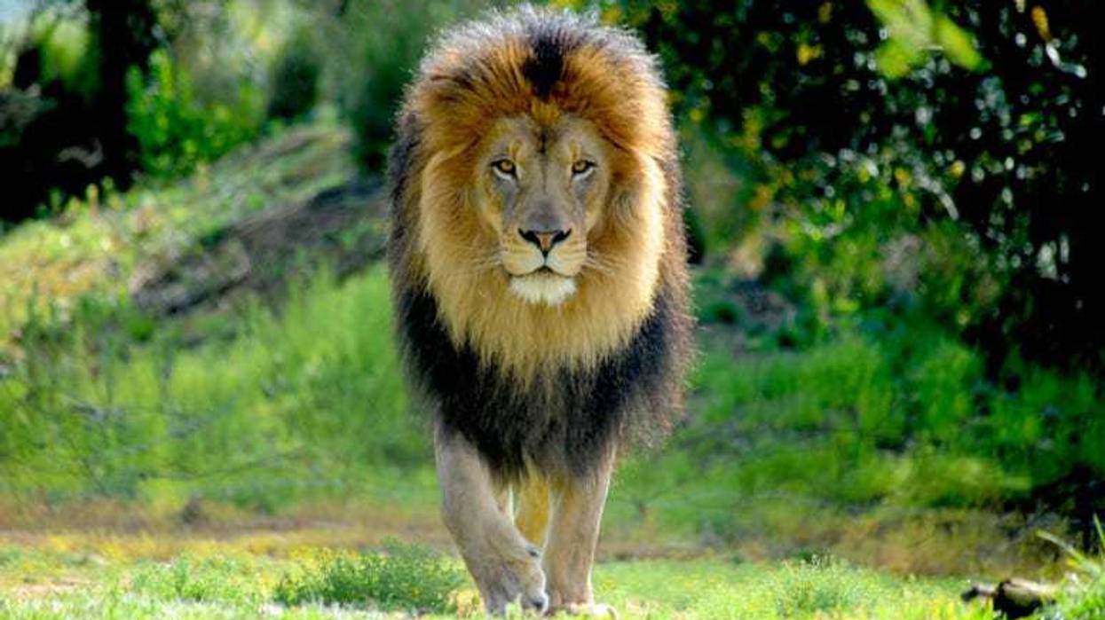 Lion