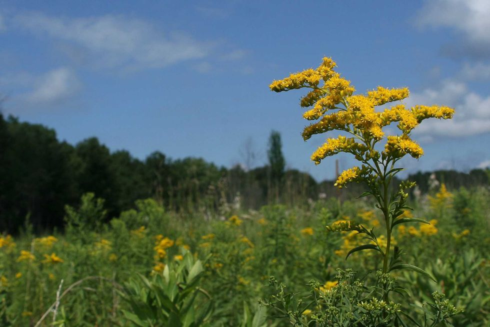 Little Calumet River Trail
