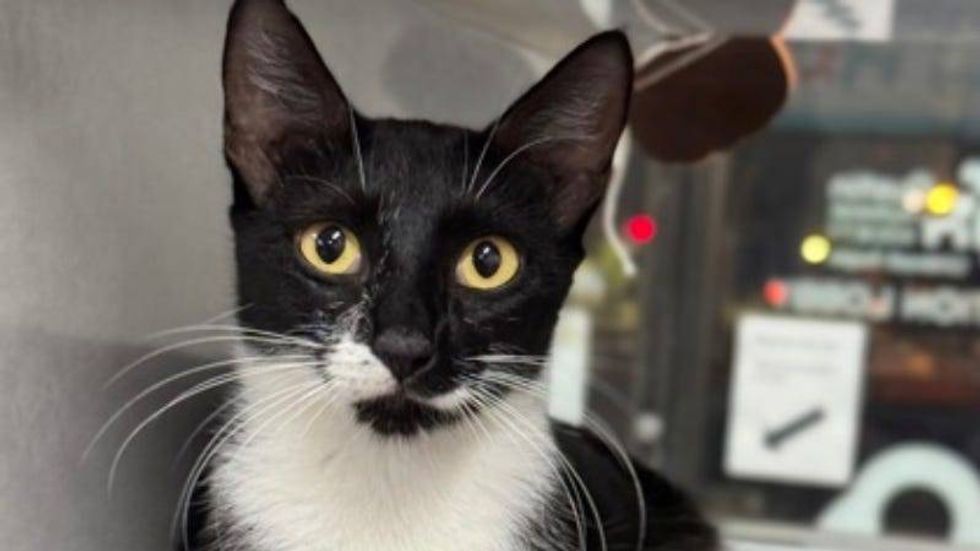 Little Debbie @ Austin Humane Society 12/04/24