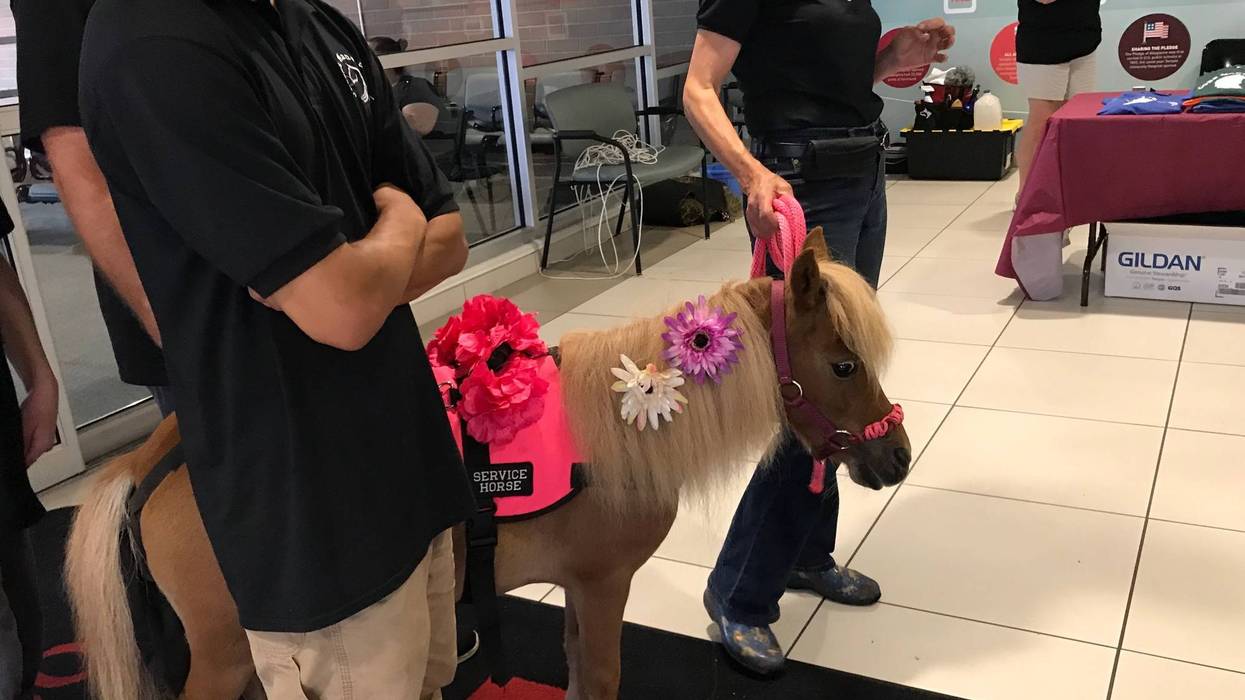 Little Miranda, a miniature therapy horse from Jacobs Mane of Hope, made her debut at Temple University Hospital.