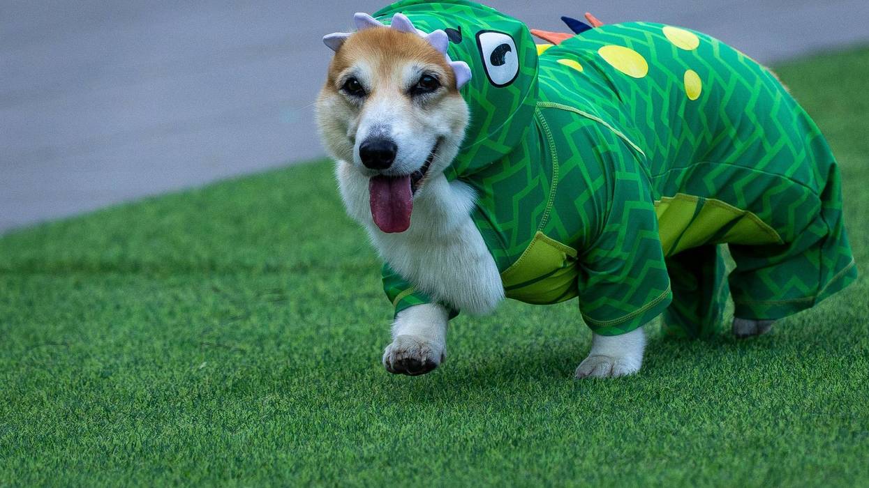 LITUANIA-CARRERA DE CORGIS