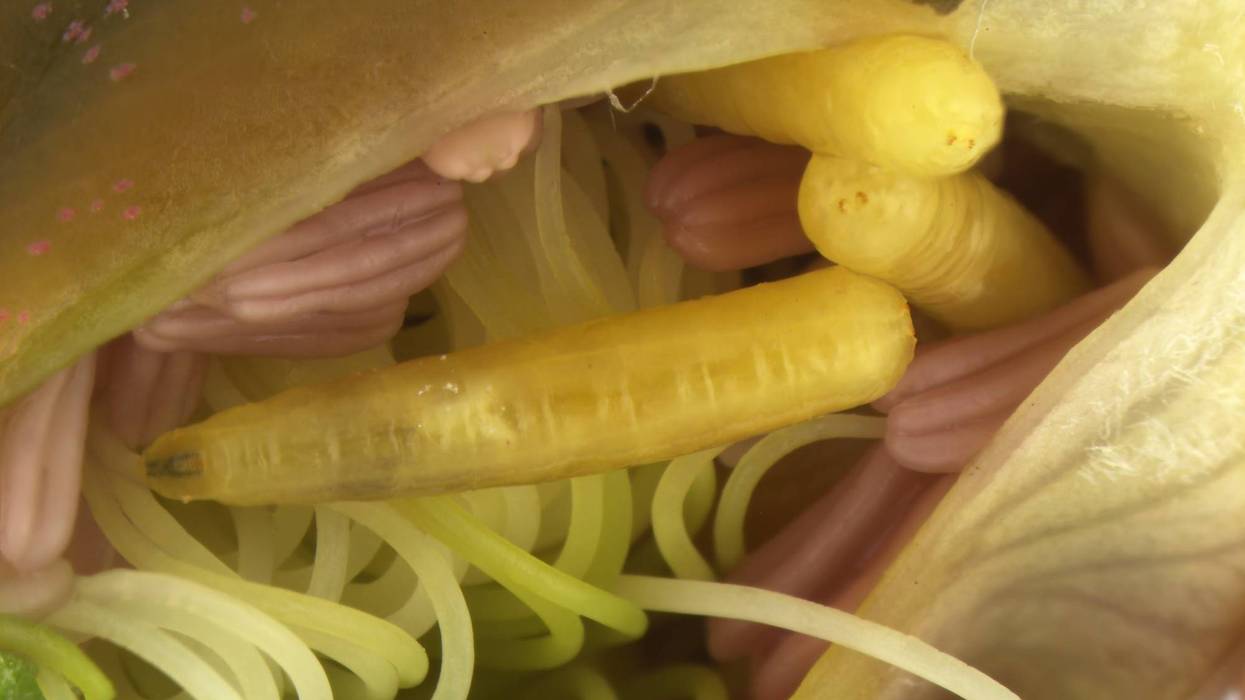 live larvae from a rare and potentially destructive fruit fly