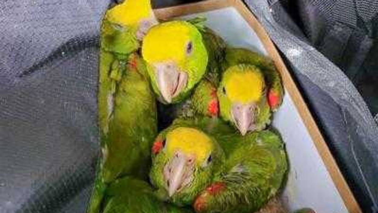 Live parrots found being smuggled into US.