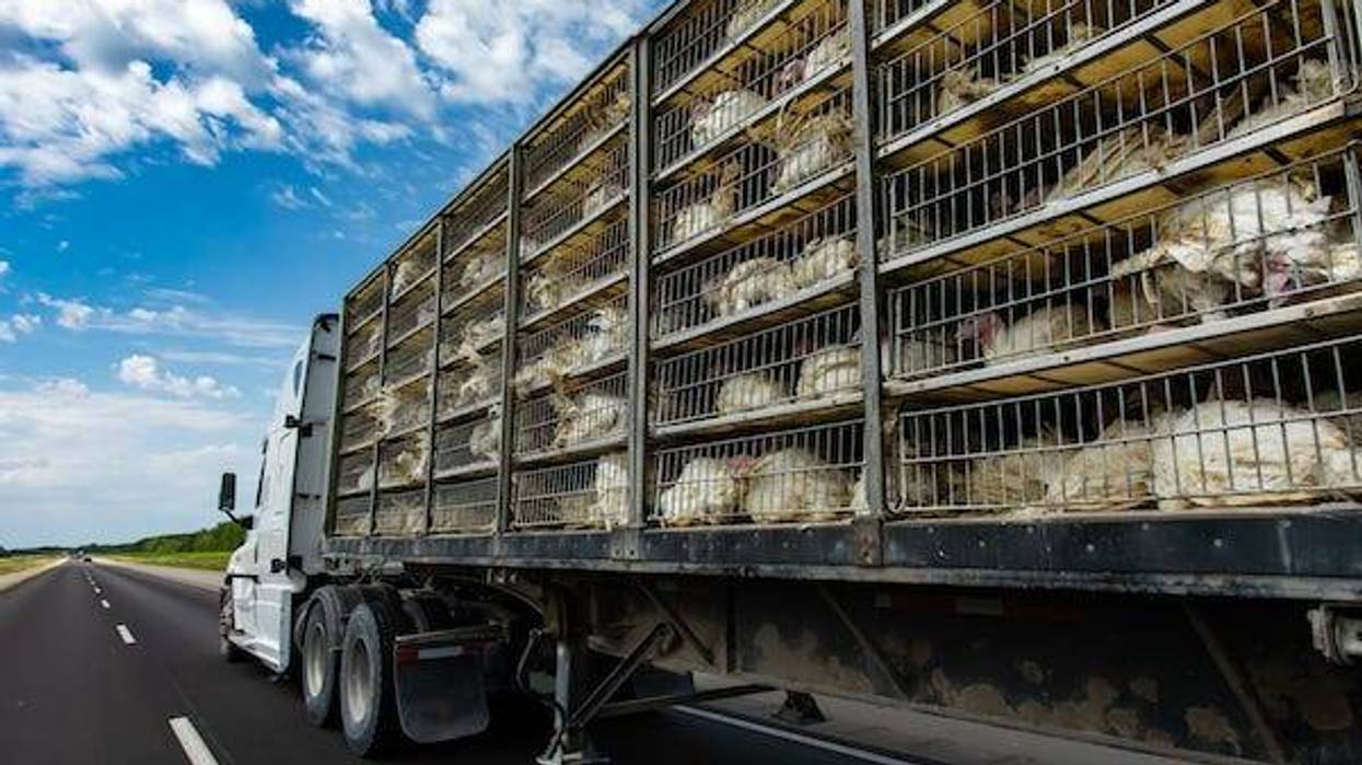 Live turkeys being transported in a truck