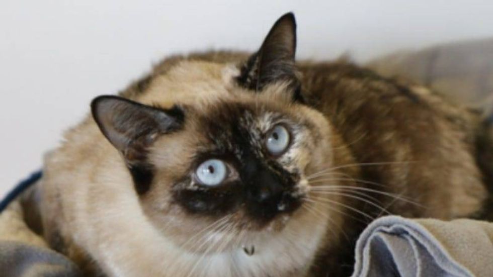 Livia @ Austin Humane Society 7/26.23