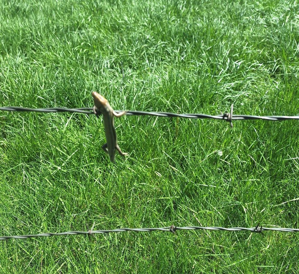 lizard
