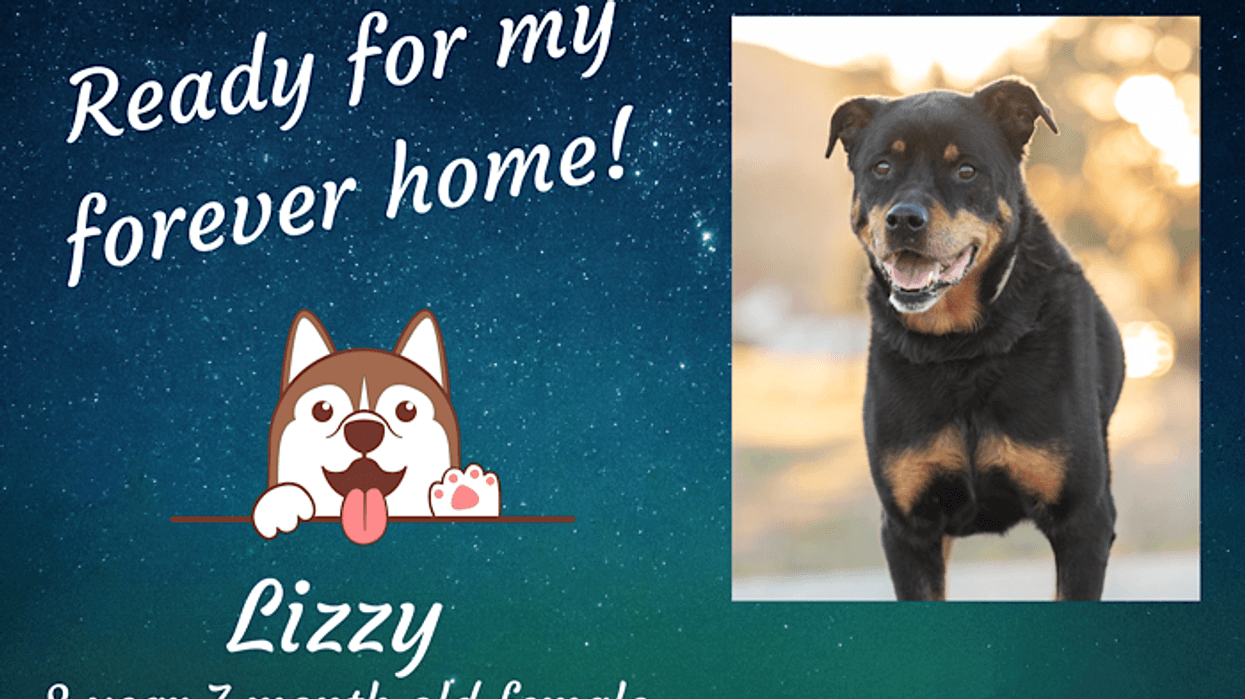 Lizzy, an eight year old large mixed breed dog up for adoption through ARE Animal Rescue
