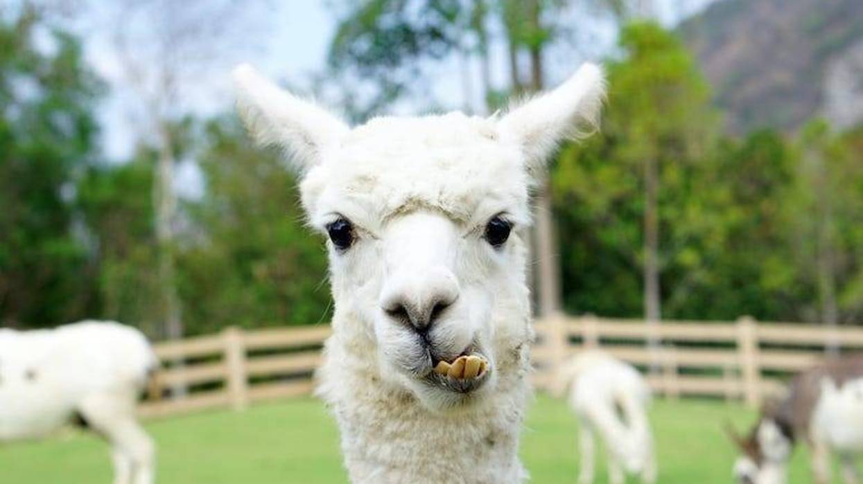 Llama, Alpaca, Farm, Funny