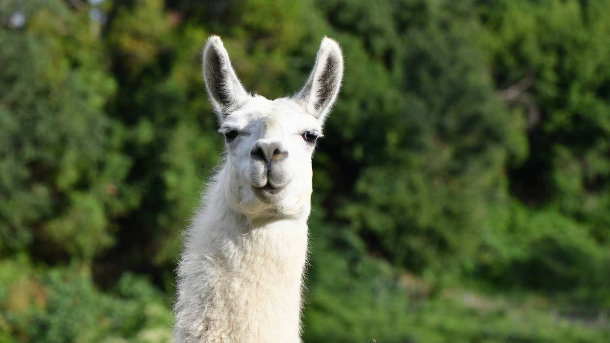 llama