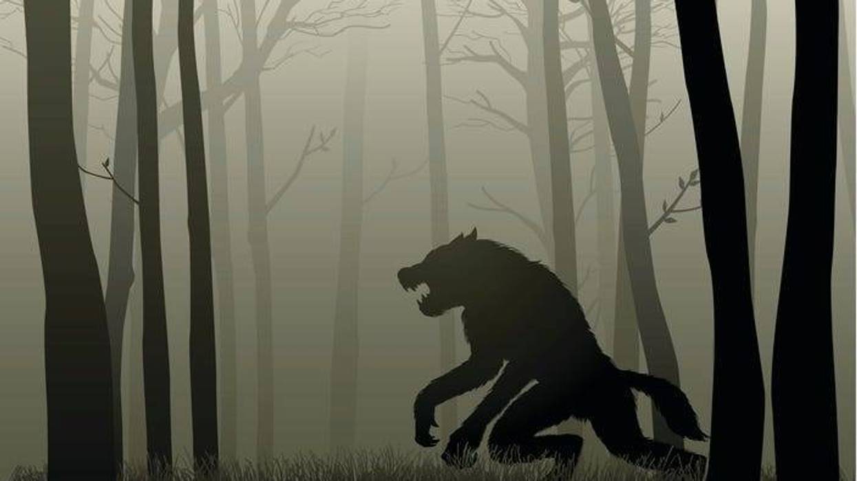 lobo