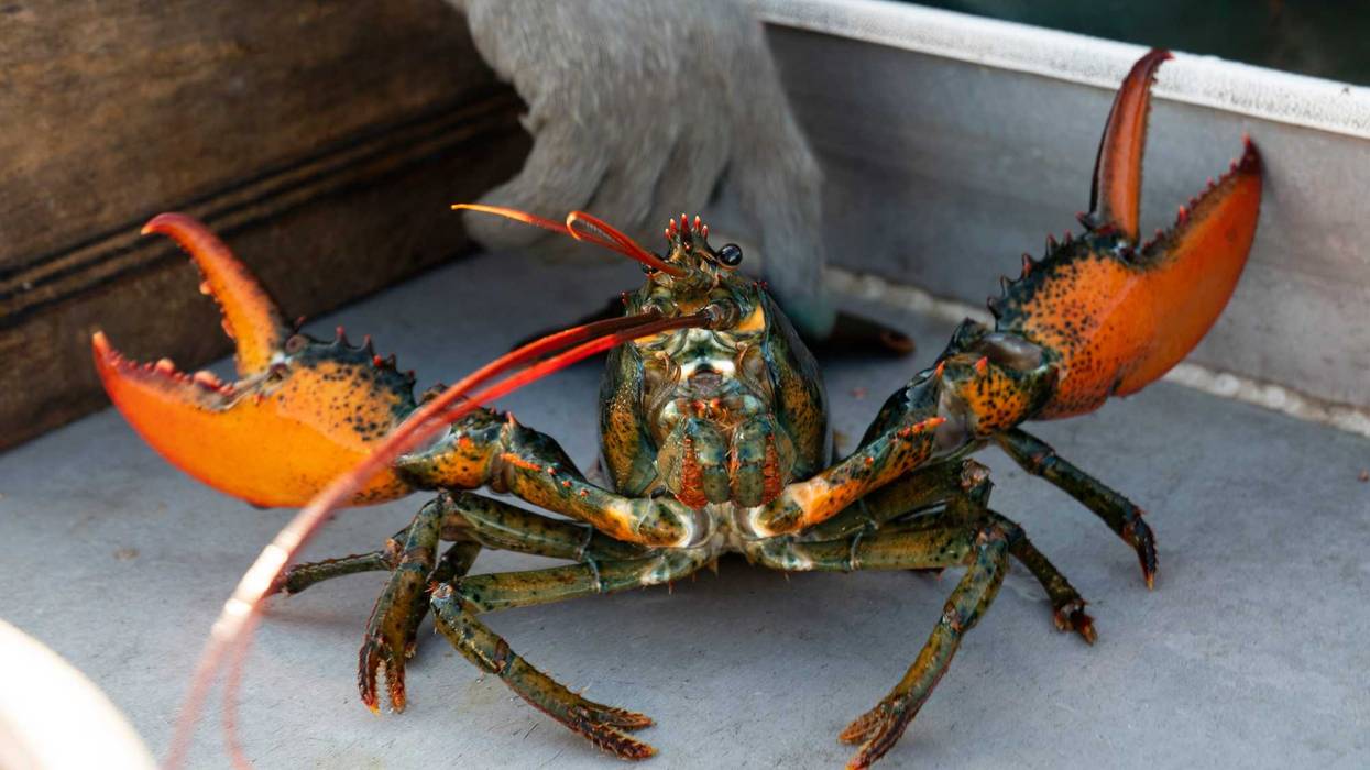 Lobster Fishing