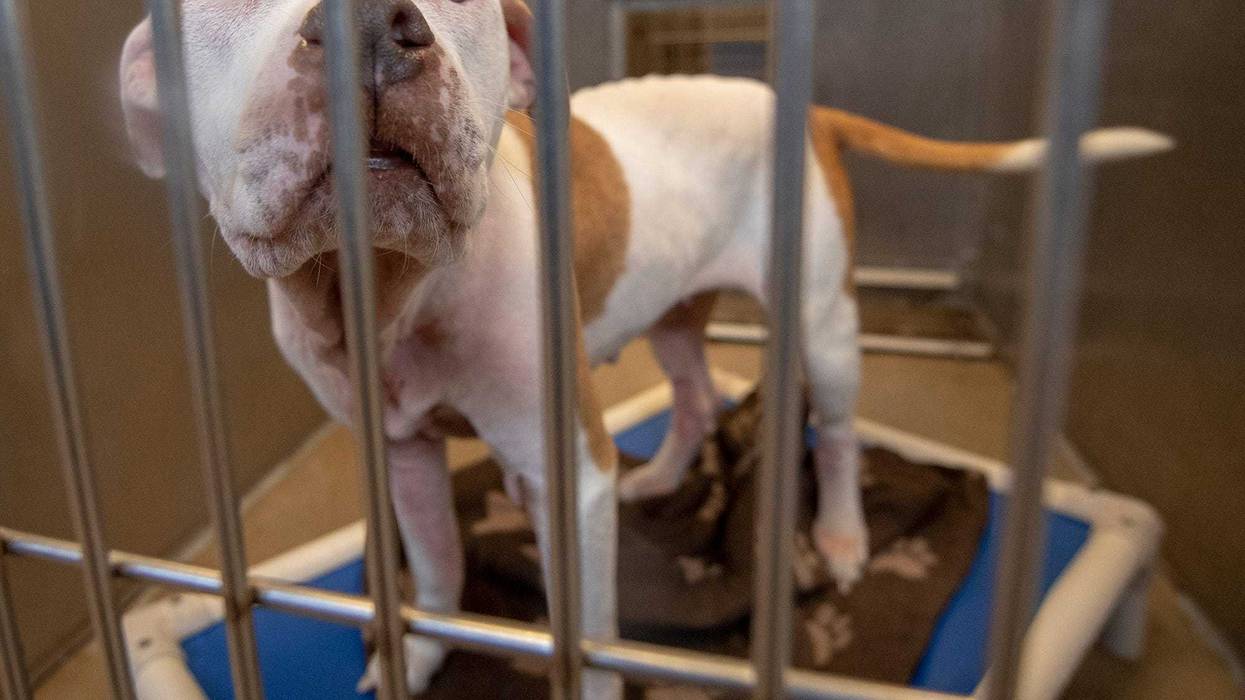 Local woman has an at home workout for your dog.