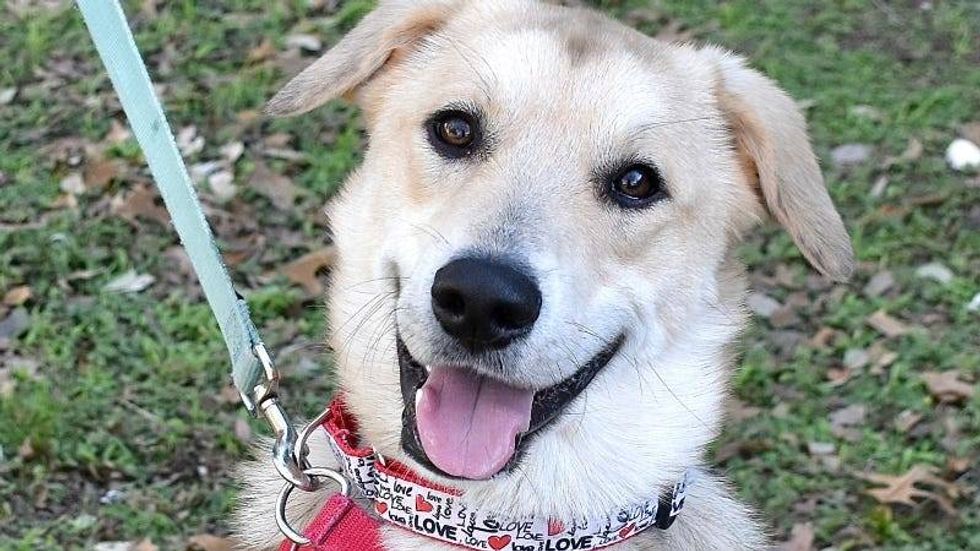 Loki @ AUstin Humane Society 1/17/24