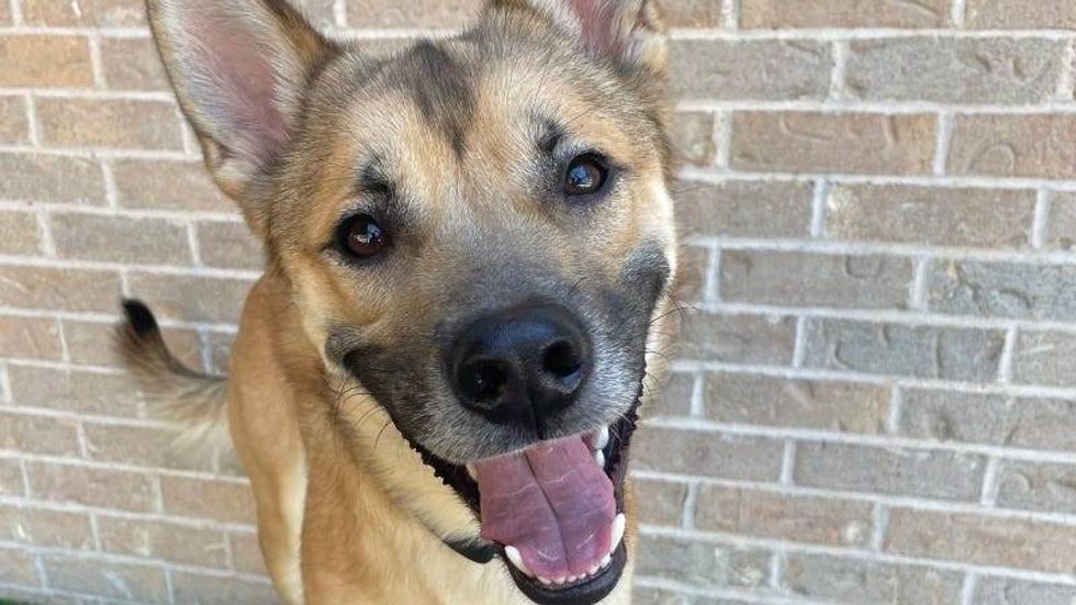 Loki @ Austin Humane Society 10/31/24