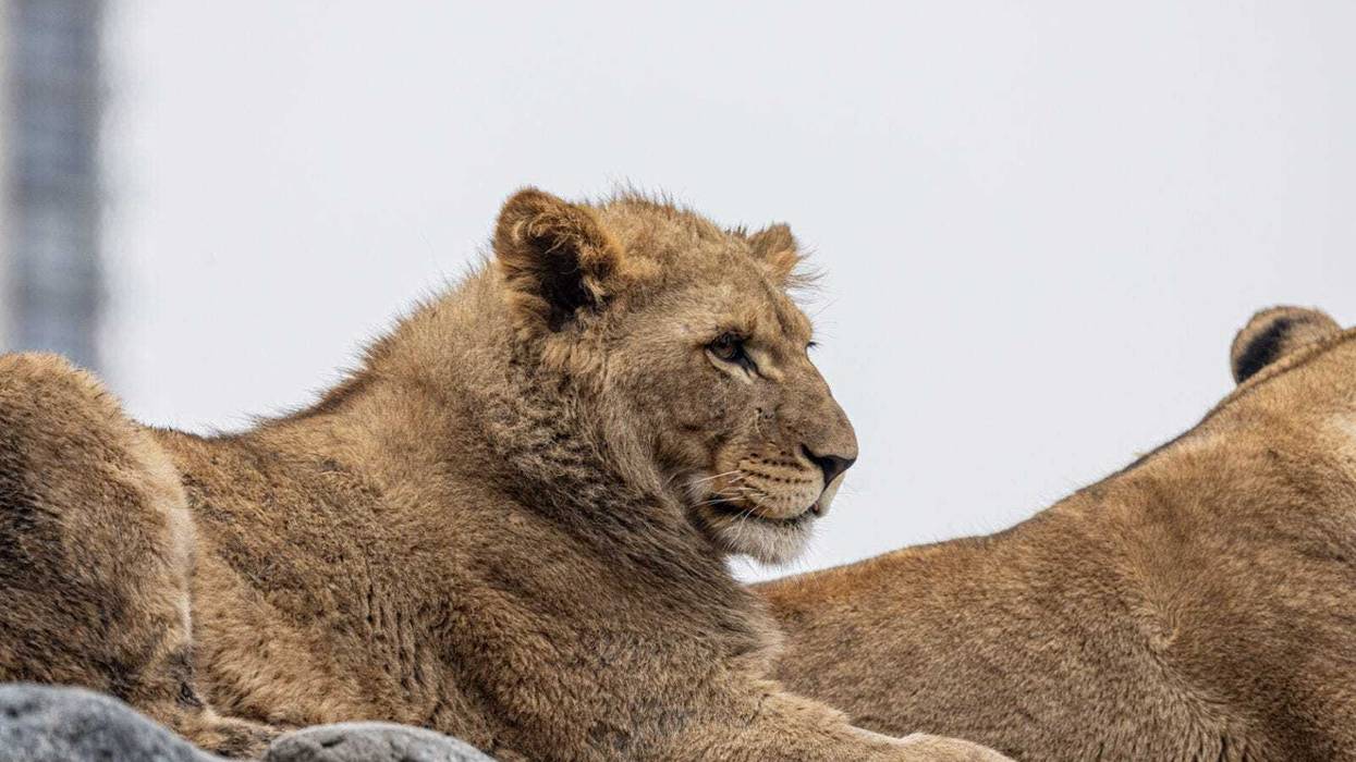 Lomelok, shown here, was an African lion cub who was born in January 2023 at the Lincoln Park Zoo.