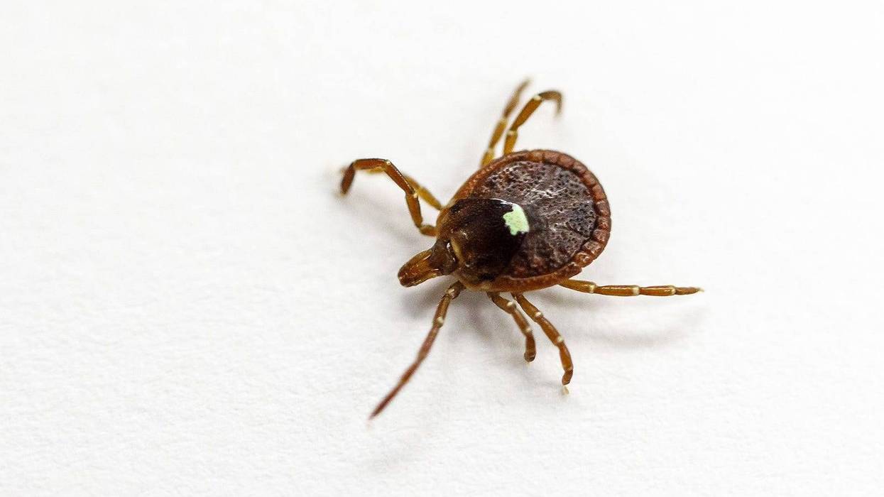 Lone star tick expansion sparks red meat allergy warnings in PA