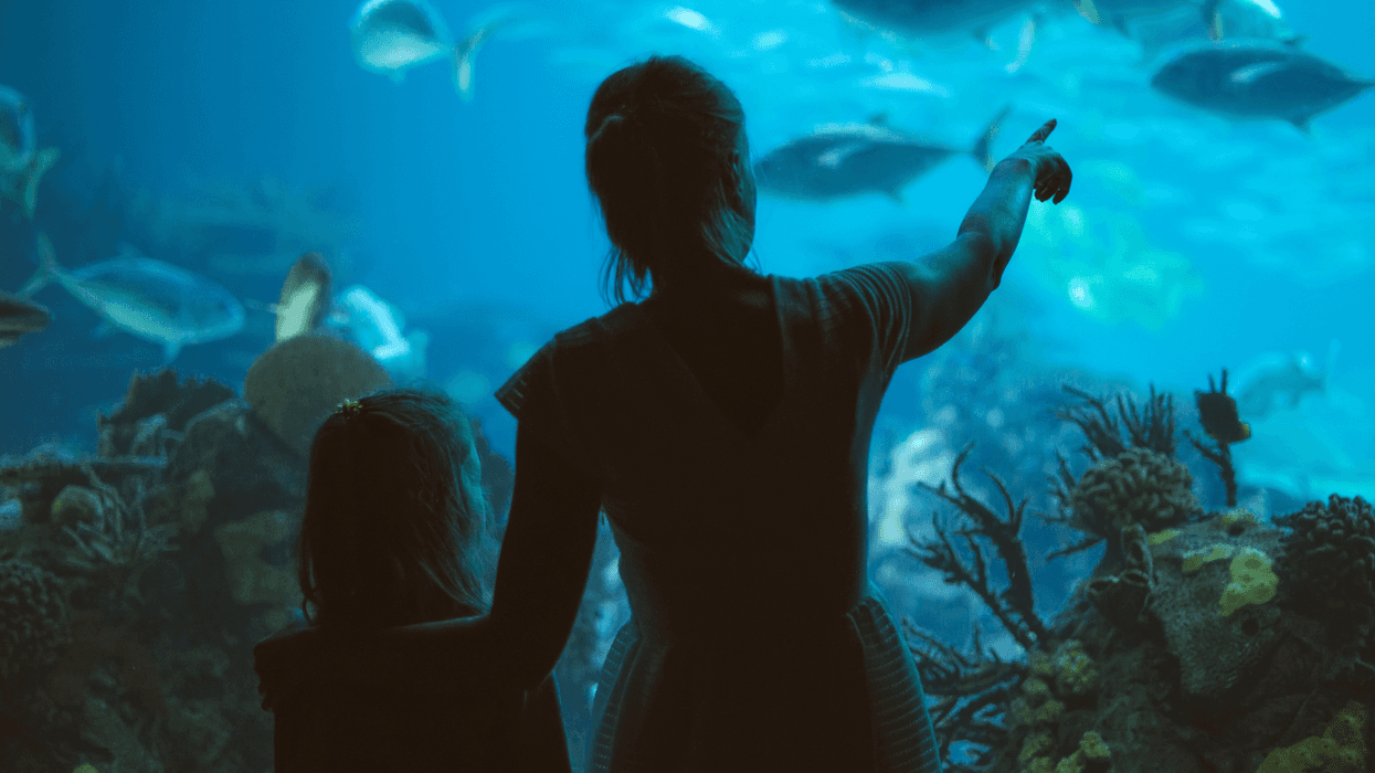 Long Beach's Aquarium of the Pacific celebrates its 25th anniversary