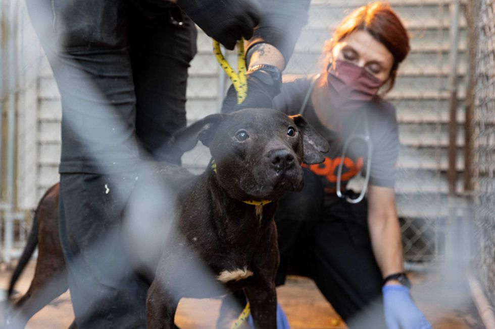 Long Island dogfighting