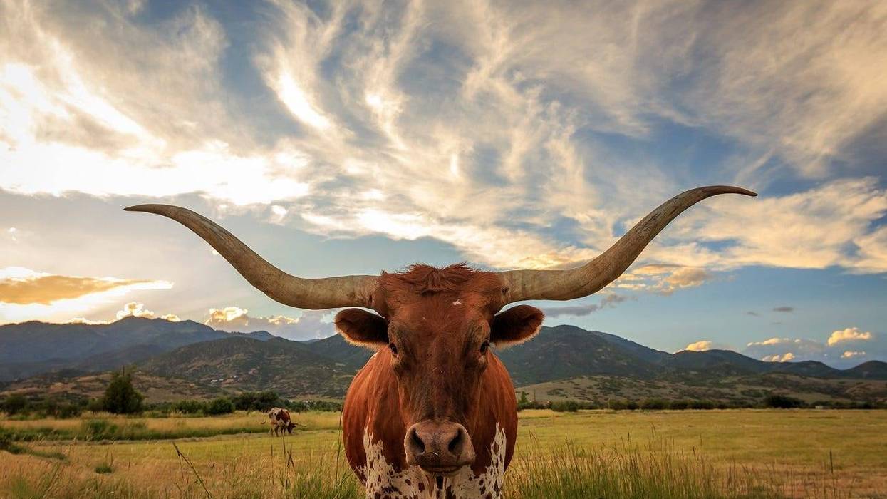 longhorn