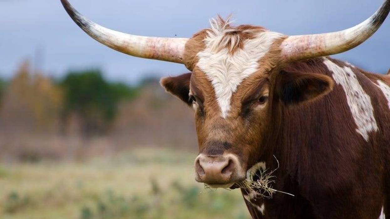 longhorn
