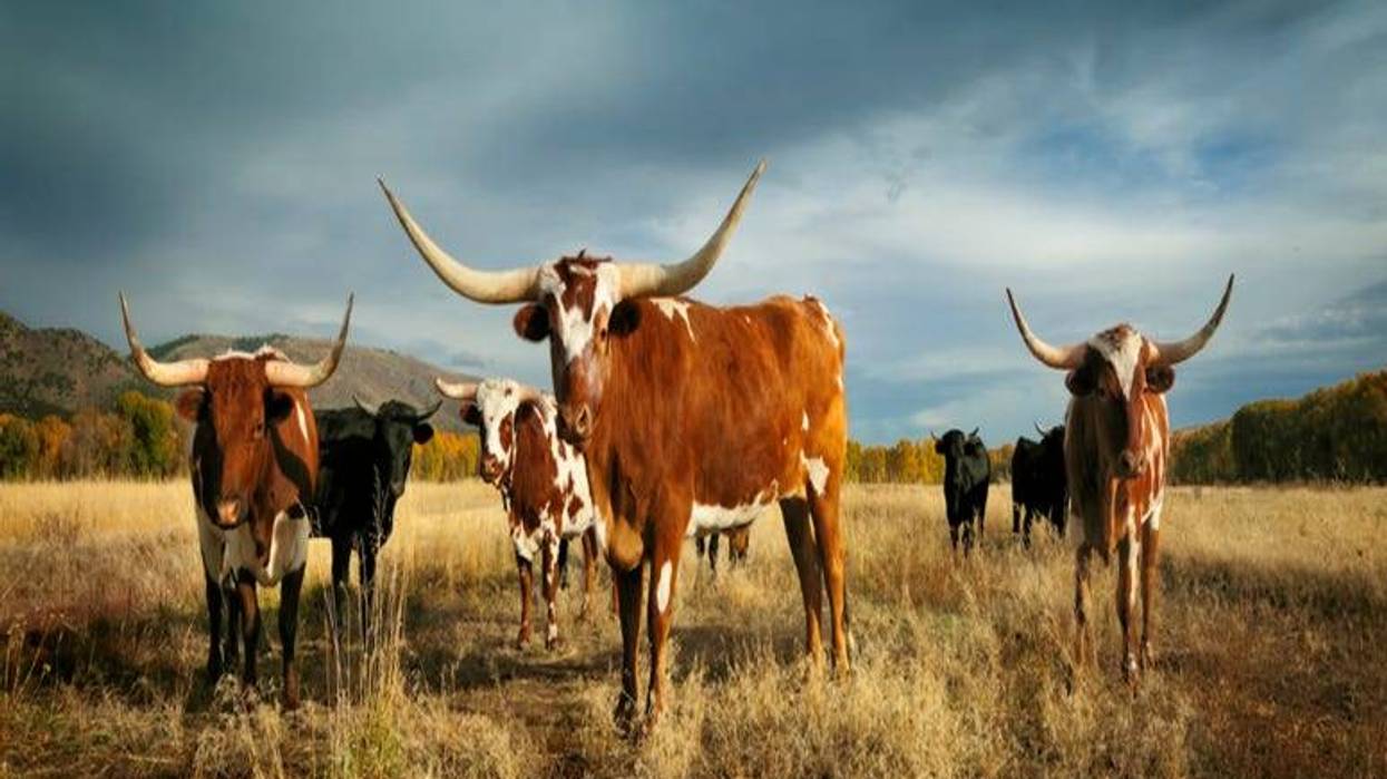 Longhorns